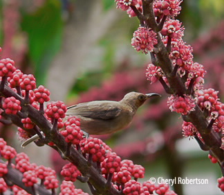 feeding on flowers and fruit
