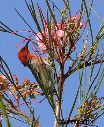 Scarlet honey eater in grevillea