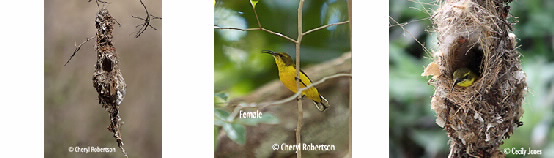 Iamges of sunbirds