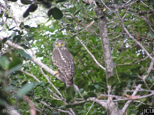 Ninox connivens