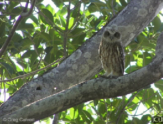 Ninox novaeseelandiae