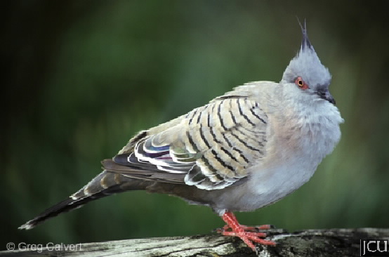 Ocyphaps lophotes