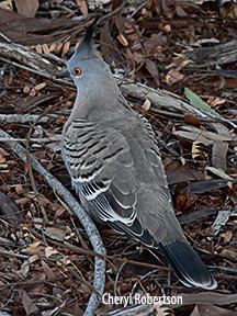 Dorsal view of crested pigeon