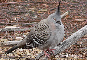 juvenile