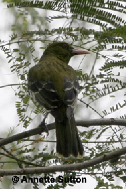 Back view of oriole