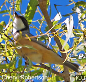 Pachycephala rufiventris