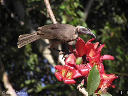 Philemon buceroides