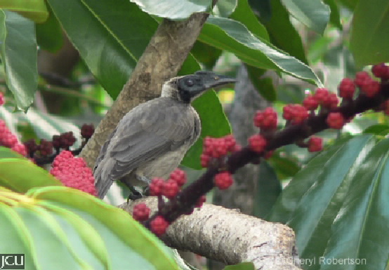 Philemon corniculatus