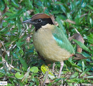 Image of Pitta versicolour
