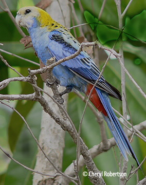 rosella perching