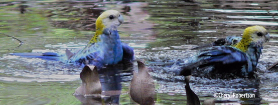 Bathing in Endeavour Creek