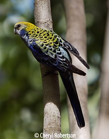 dorsal view