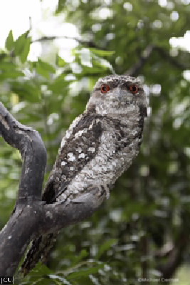 Podargus papuensis