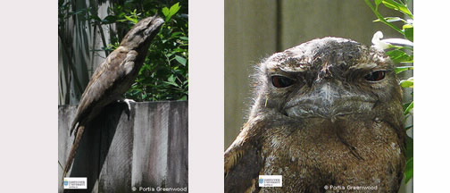 two images of Papuan Frogmouth