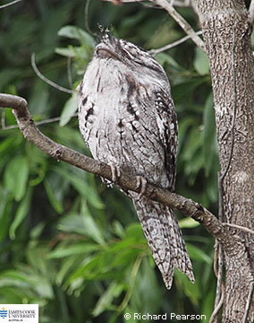 Image of Tawny Frogmouth