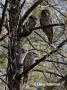 Tawny frogmouth family