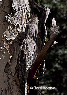 two camouflaged frogmouths