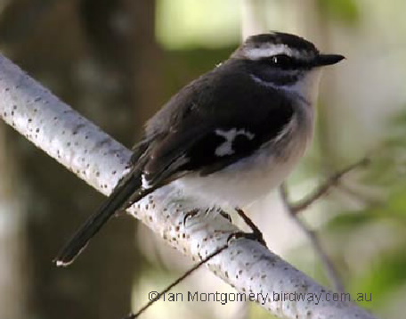 Whitebrowed Robin