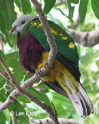 wompoo fruit pigeon