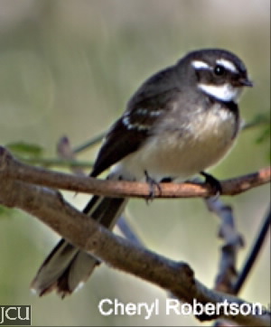 Rhipidura fuliginosa