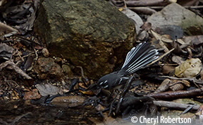 fantail drinking in Endeavour Creek