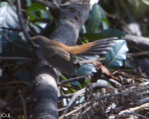 Rhipidura rufifrons