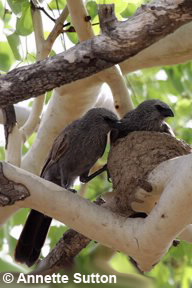 Image of Apostle birds