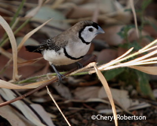double-barred finch