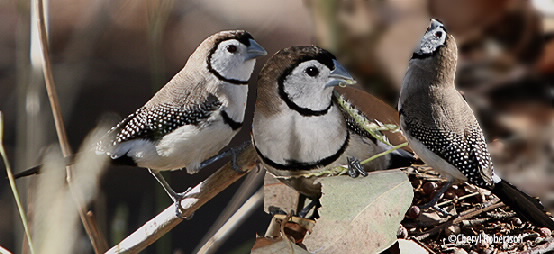 3 finches eating grassseeds