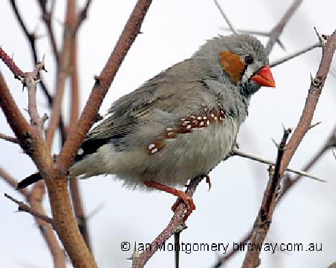 zebra finch