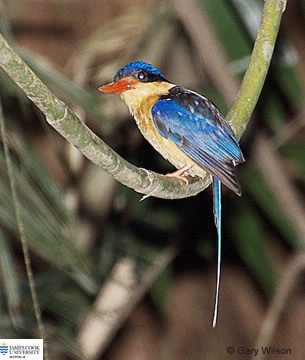 Image of buff breasted paradise kingfisher