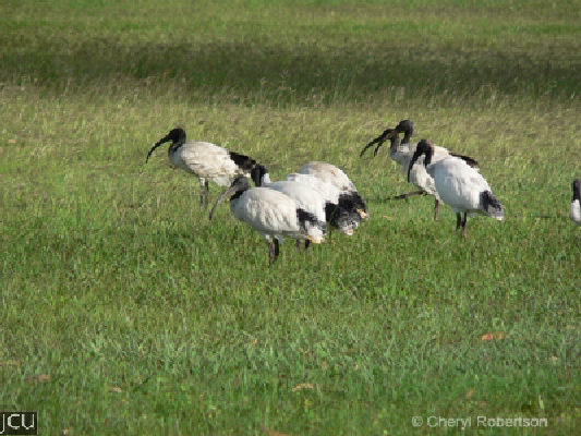Threskiornis molucca