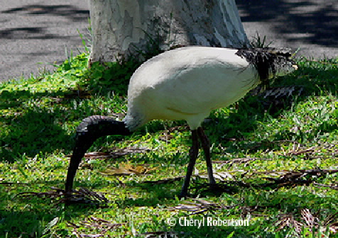 Ibis feeding