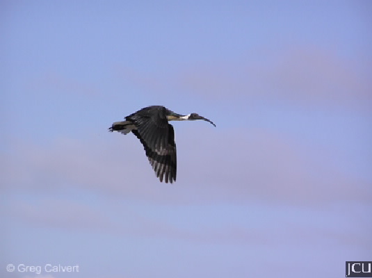 Threskiornis spinicollis