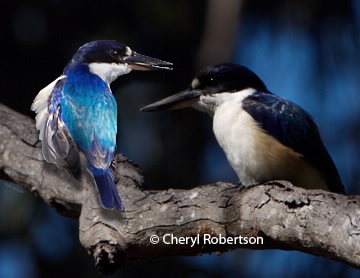 Two Kingfishers