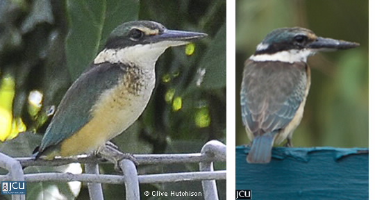 Images of Sacred Kingfisher