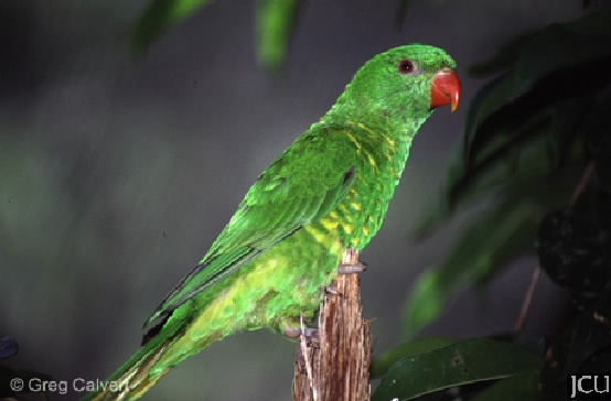 Trichoglossus chlorolepidotus