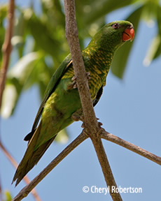 Scaly-breasted lorikeet perching
