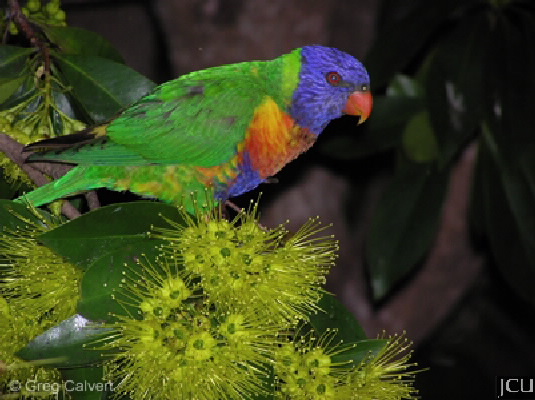 Trichoglossus haematodes 