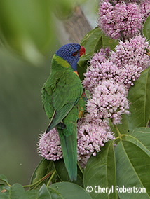 Lorikeet in Euodia