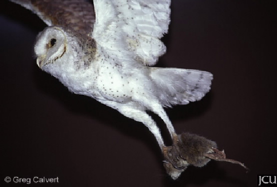 Tyto alba