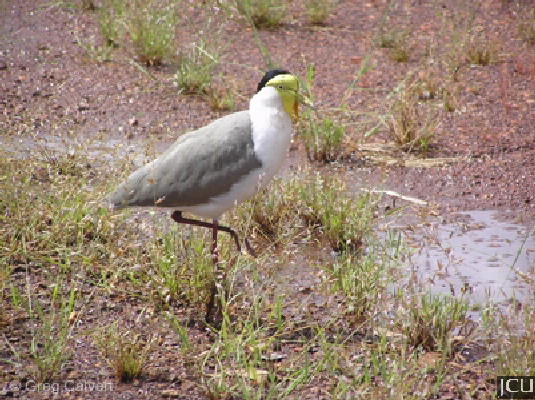 Vanellus miles