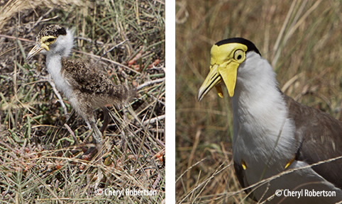 chick and closeup adult with wing spurs
