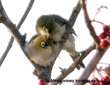 silvereye