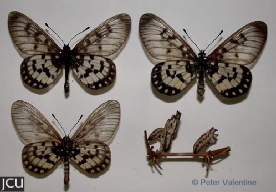 Acraea andromacha
