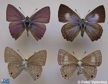 Images of Anthene lycaenoides