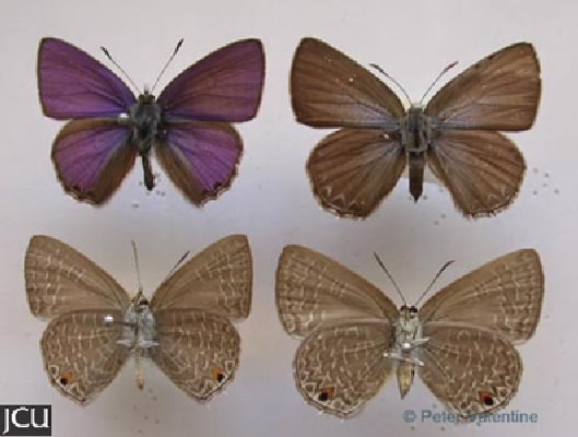 Anthene seltuttus