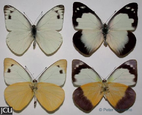 Appias paulina