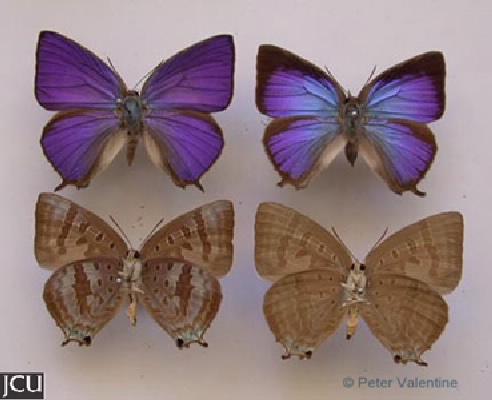 Arhapala centaurus
