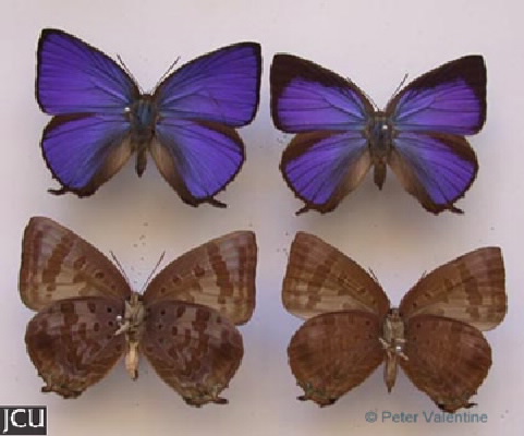 Arhopala madytus